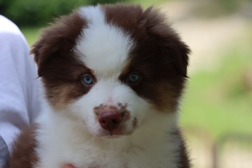 Des Terres Ardentes De Gaia - Chiots disponibles - Berger Américain Miniature 