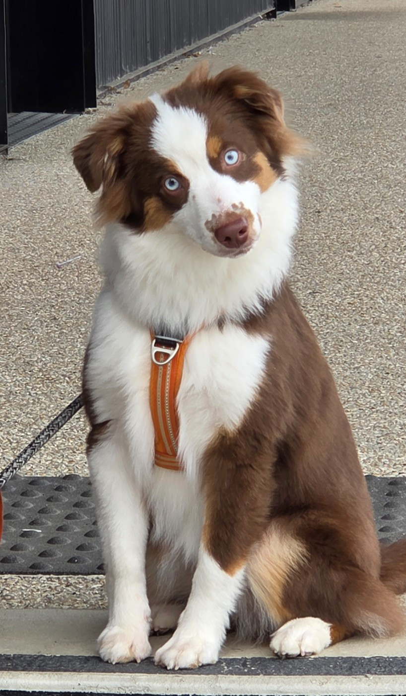 Des Terres Ardentes De Gaia - Chiots disponibles - Berger Américain Miniature 