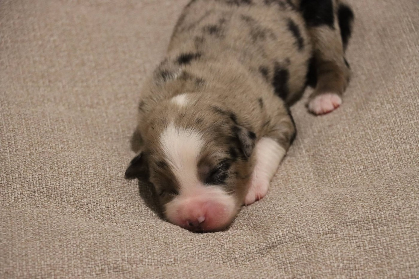 Des Terres Ardentes De Gaia - Chiots disponibles - Berger Américain Miniature 