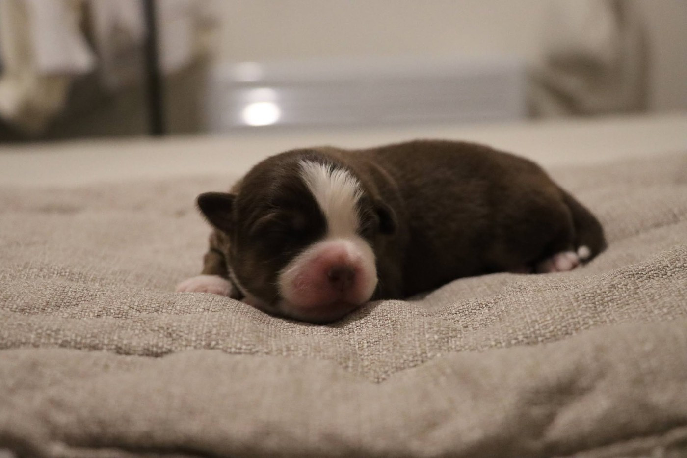 Des Terres Ardentes De Gaia - Chiots disponibles - Berger Américain Miniature 