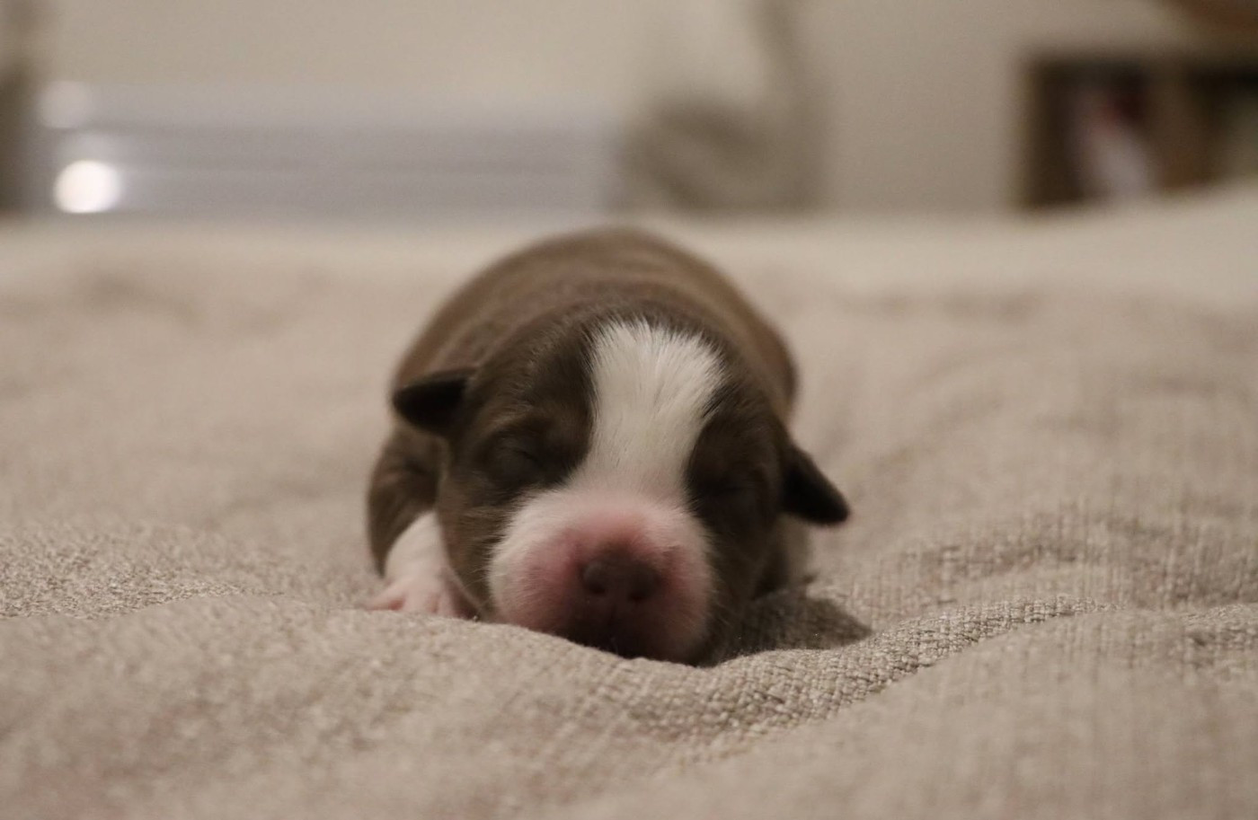 Des Terres Ardentes De Gaia - Chiots disponibles - Berger Américain Miniature 