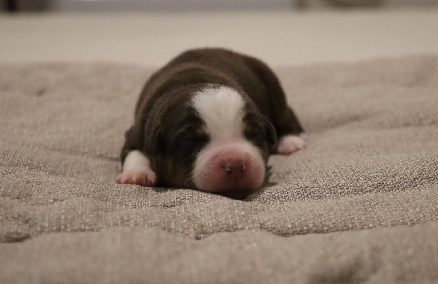 Des Terres Ardentes De Gaia - Chiots disponibles - Berger Américain Miniature 