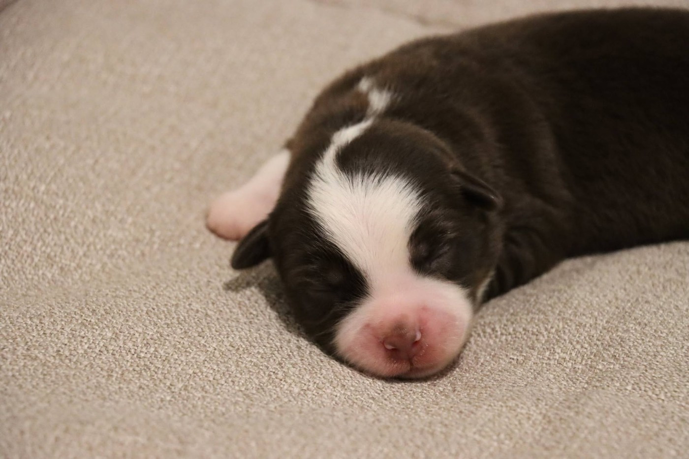 Des Terres Ardentes De Gaia - Chiots disponibles - Berger Américain Miniature 