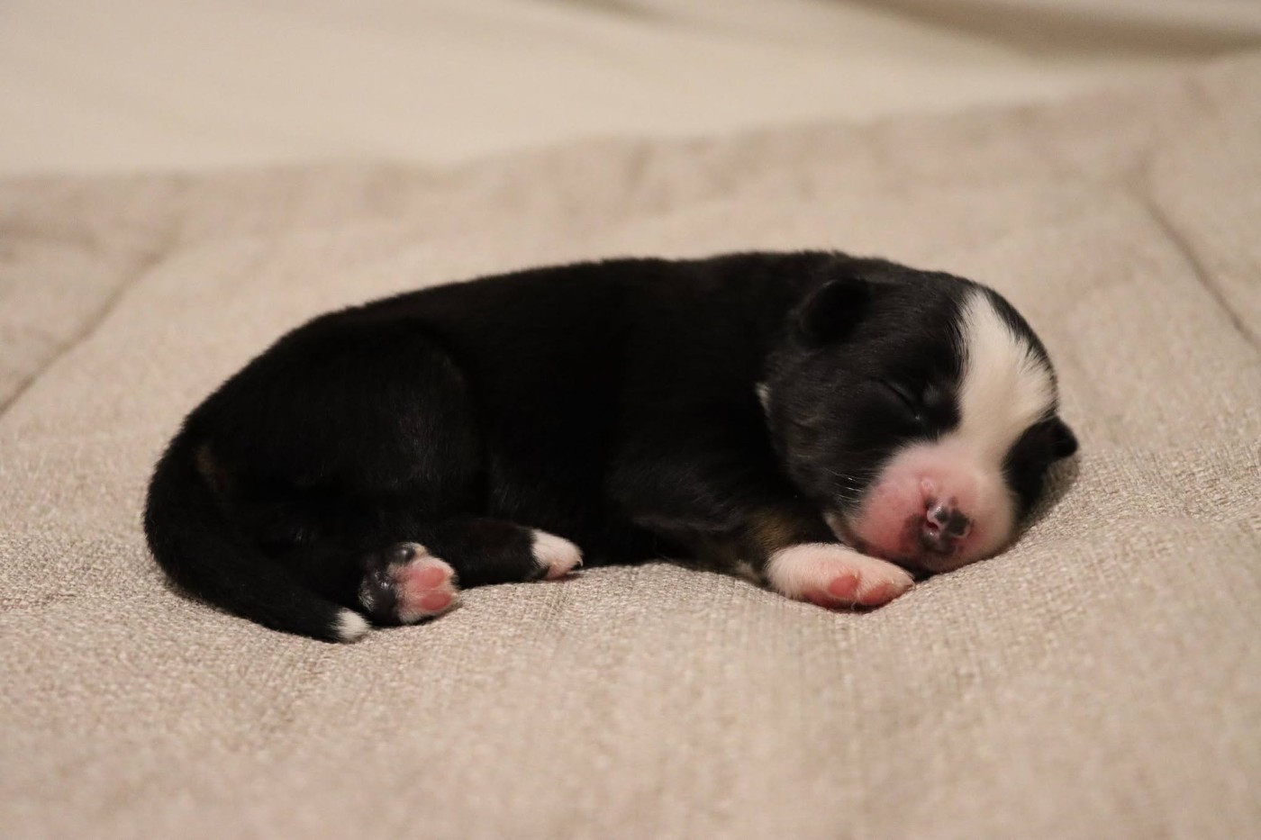 Des Terres Ardentes De Gaia - Chiots disponibles - Berger Américain Miniature 