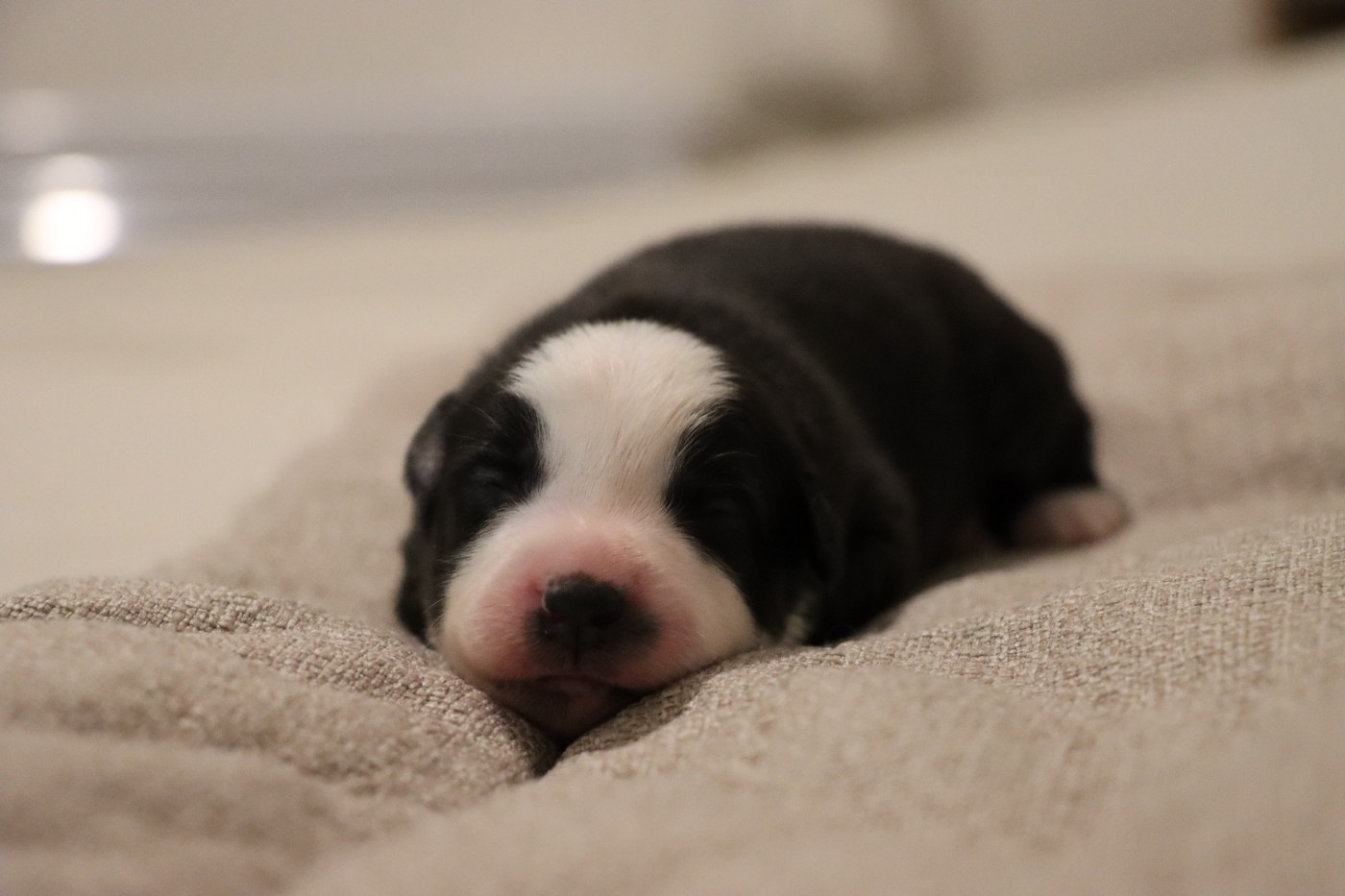 Des Terres Ardentes De Gaia - Chiots disponibles - Berger Américain Miniature 