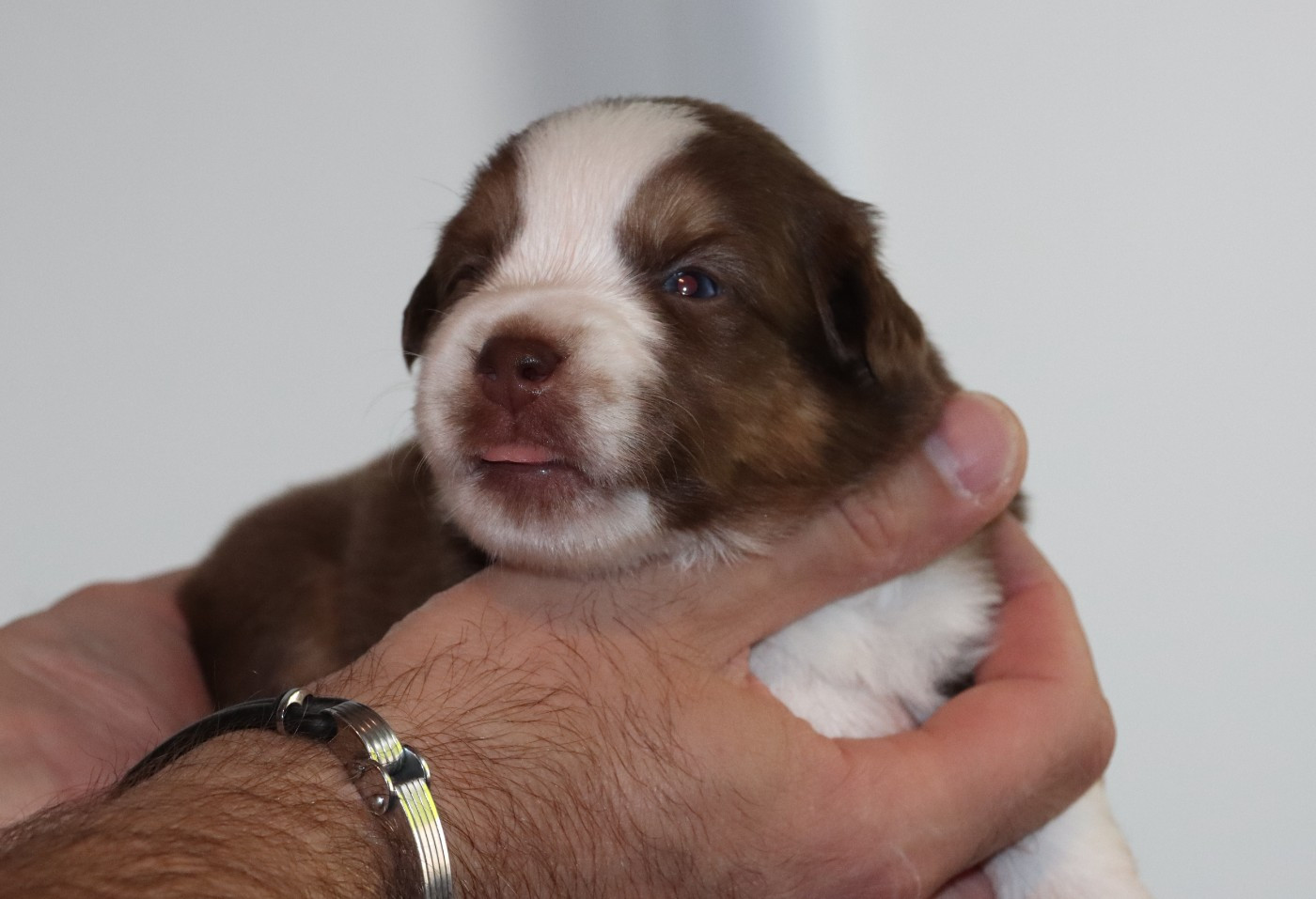 Des Terres Ardentes De Gaia - Chiots disponibles - Berger Américain Miniature 