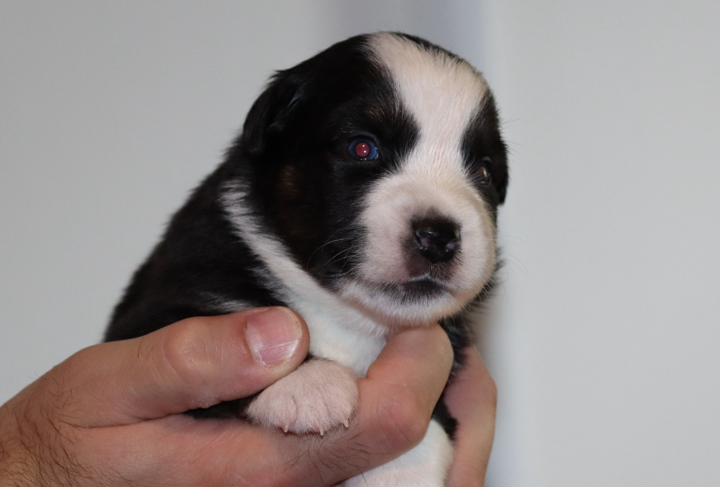 Des Terres Ardentes De Gaia - Chiots disponibles - Berger Américain Miniature 