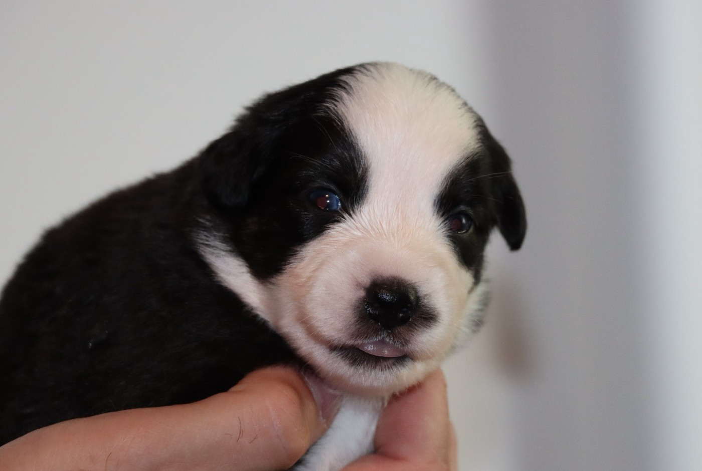 Des Terres Ardentes De Gaia - Chiots disponibles - Berger Américain Miniature 