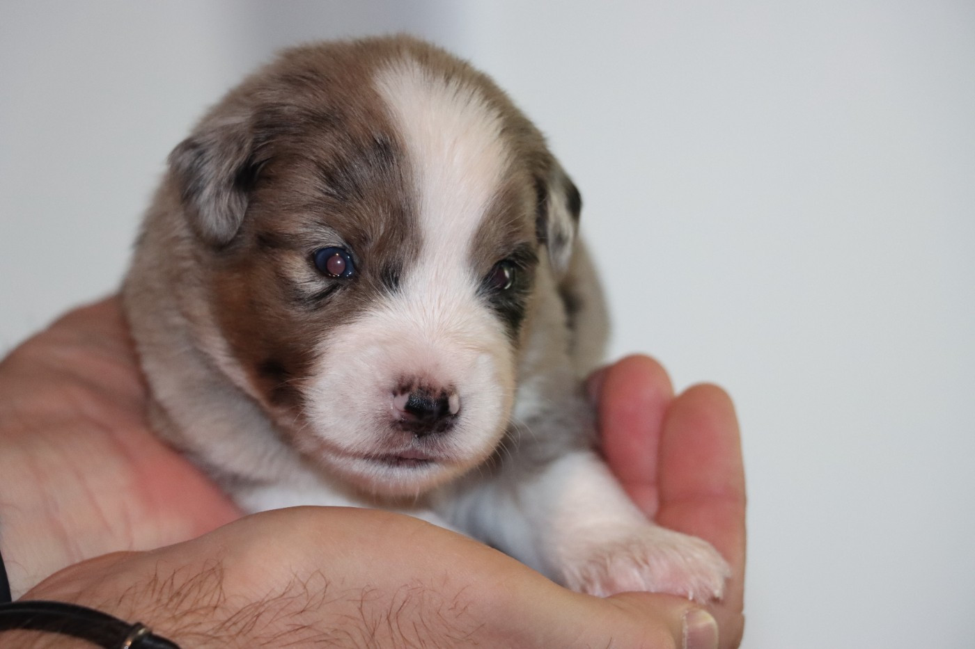 Des Terres Ardentes De Gaia - Chiots disponibles - Berger Américain Miniature 
