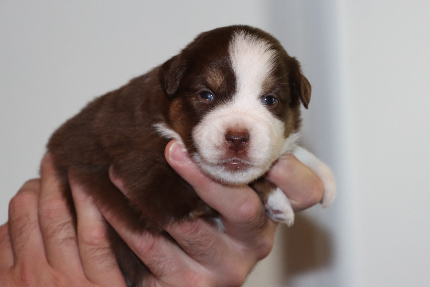 Des Terres Ardentes De Gaia - Chiots disponibles - Berger Américain Miniature 