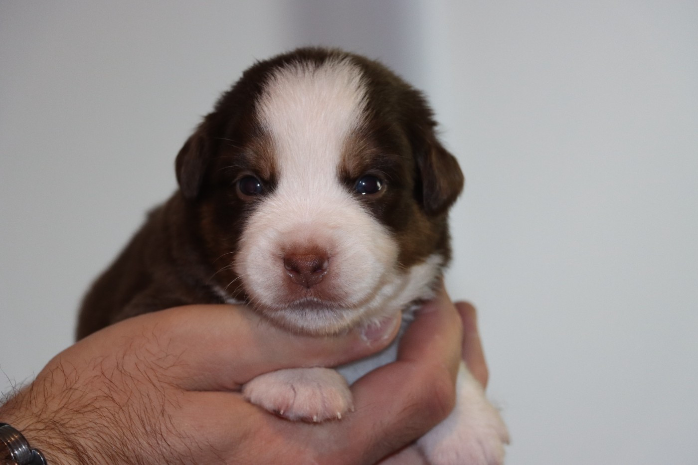 Des Terres Ardentes De Gaia - Chiots disponibles - Berger Américain Miniature 