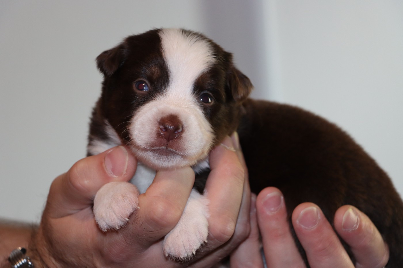Des Terres Ardentes De Gaia - Chiots disponibles - Berger Américain Miniature 