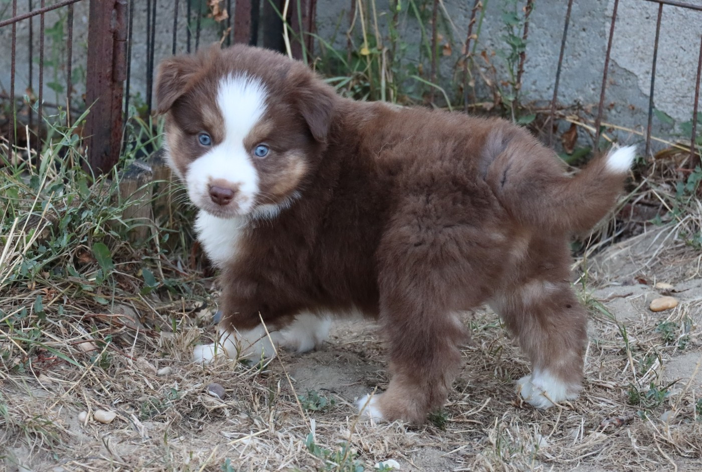 Des Terres Ardentes De Gaia - Chiots disponibles - Berger Américain Miniature 