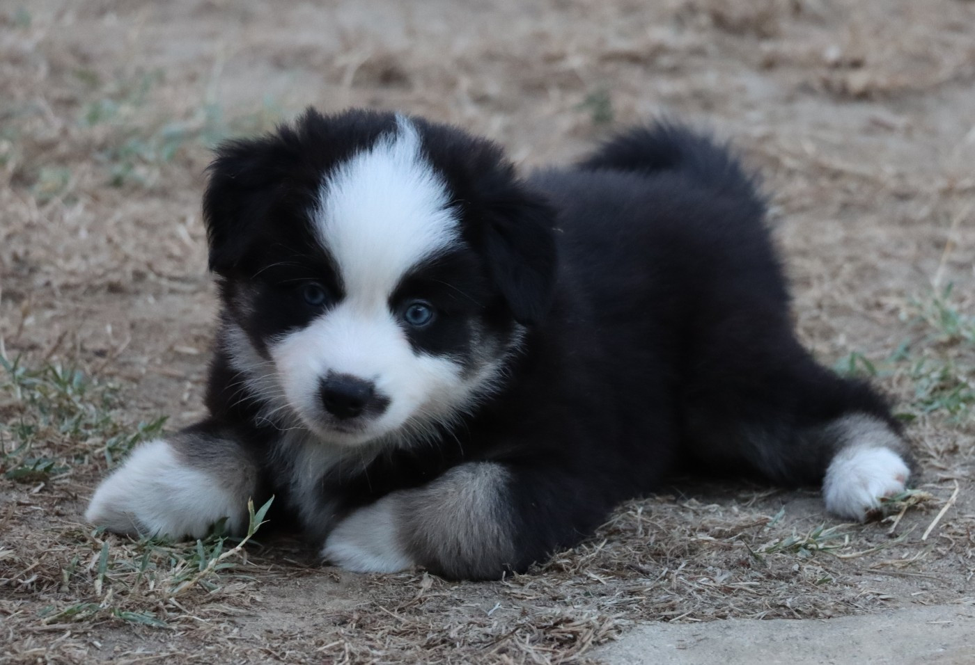 Des Terres Ardentes De Gaia - Chiots disponibles - Berger Américain Miniature 