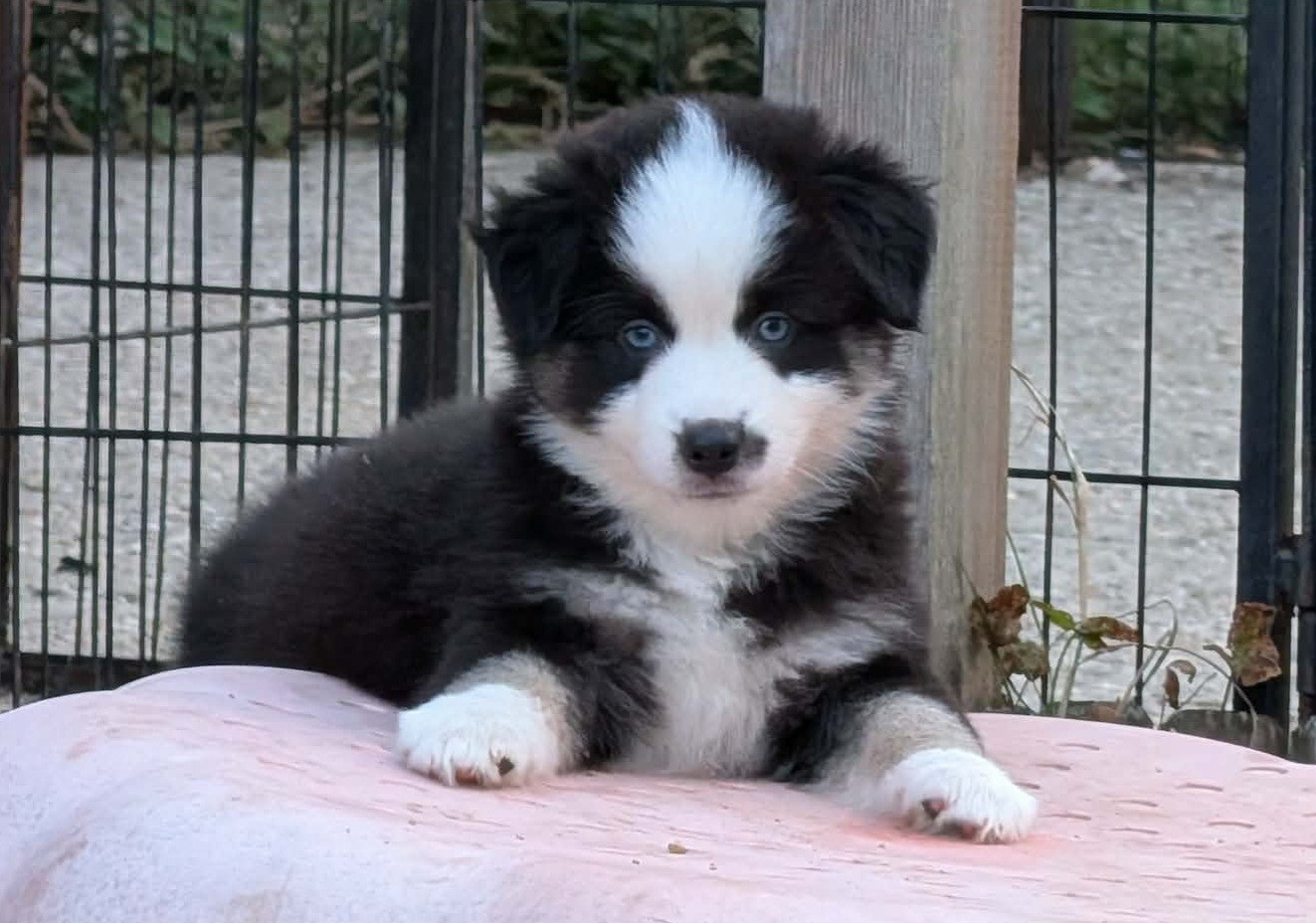 Des Terres Ardentes De Gaia - Chiots disponibles - Berger Américain Miniature 