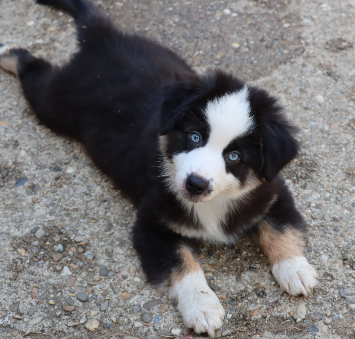 Chiot Berger Américain Miniature  Des Terres Ardentes De Gaia