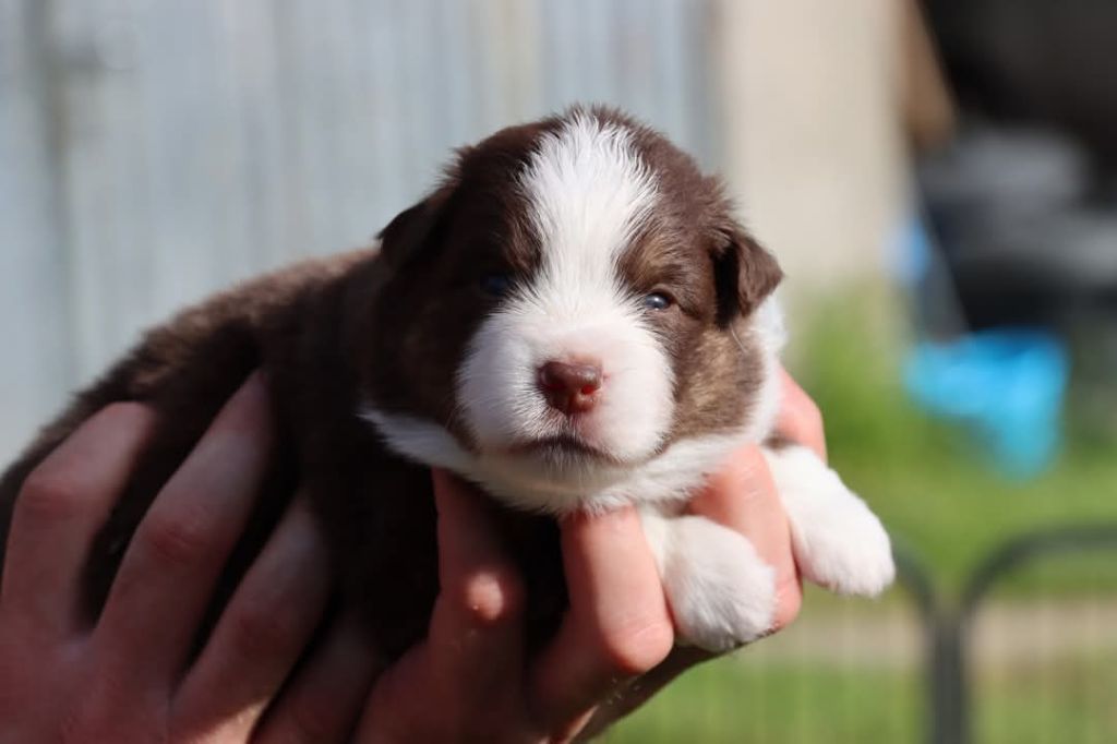 Des Terres Ardentes De Gaia - Chiots disponibles - Berger Américain Miniature 