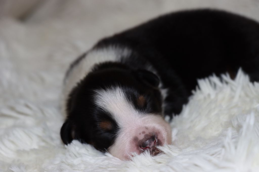 Des Terres Ardentes De Gaia - Chiots disponibles - Berger Américain Miniature 