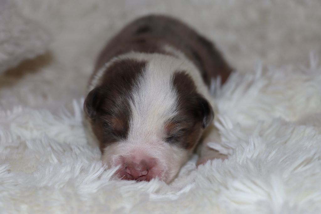 Des Terres Ardentes De Gaia - Chiots disponibles - Berger Américain Miniature 