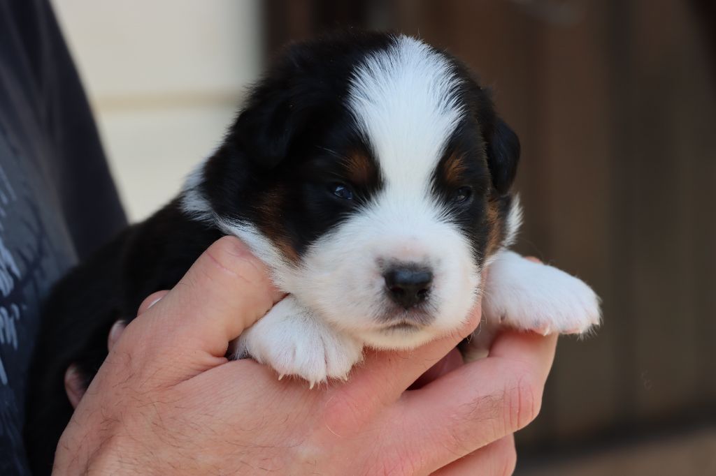 Des Terres Ardentes De Gaia - Chiots disponibles - Berger Américain Miniature 