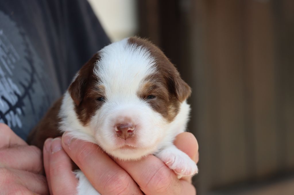 Des Terres Ardentes De Gaia - Chiots disponibles - Berger Américain Miniature 