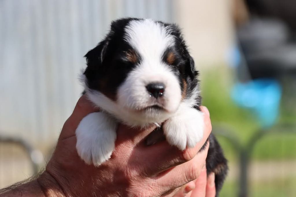 Des Terres Ardentes De Gaia - Chiots disponibles - Berger Américain Miniature 
