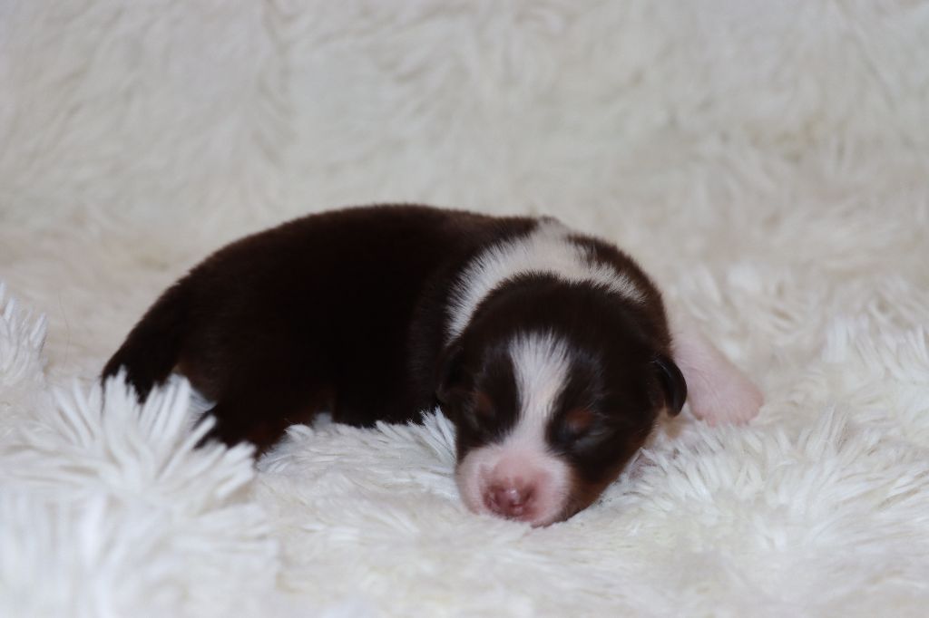 Des Terres Ardentes De Gaia - Chiots disponibles - Berger Américain Miniature 