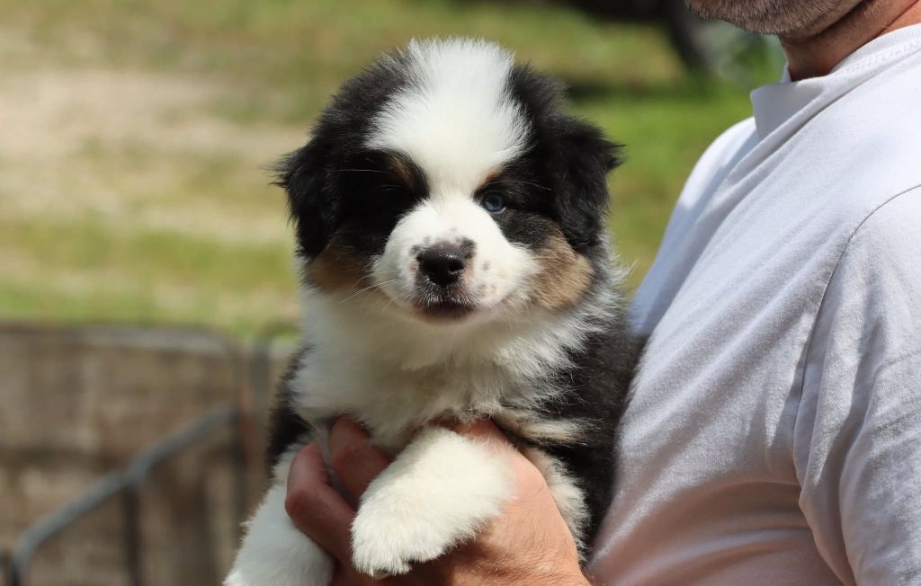 Des Terres Ardentes De Gaia - Chiots disponibles - Berger Américain Miniature 