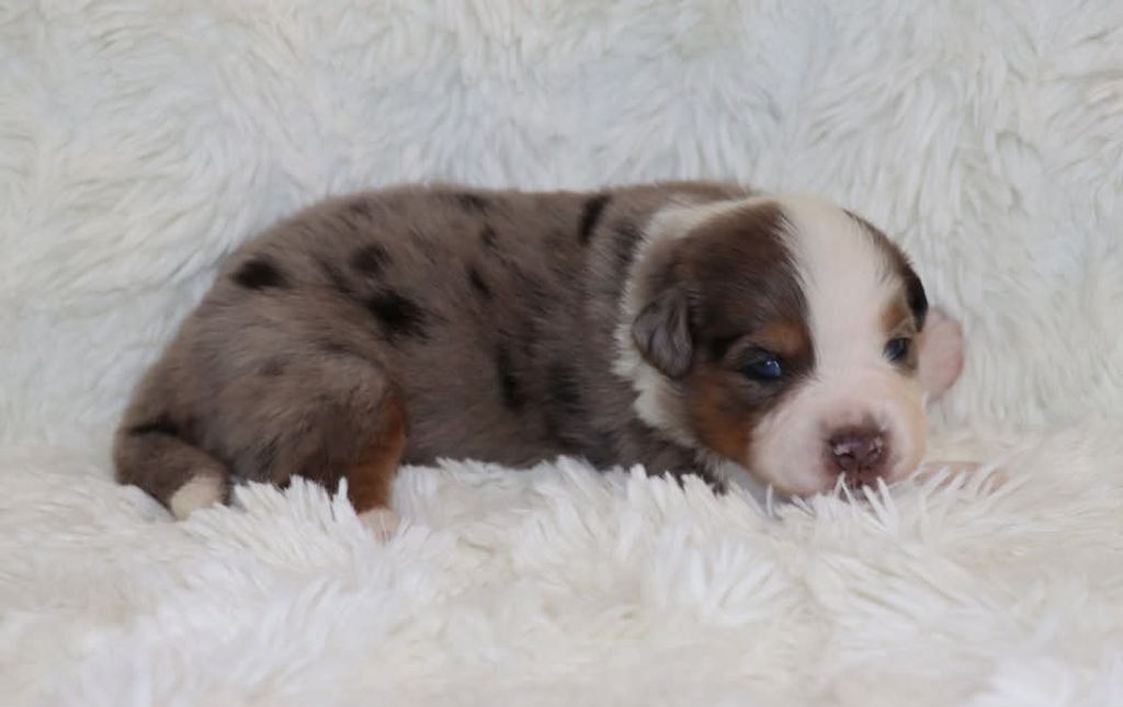 Des Terres Ardentes De Gaia - Chiots disponibles - Berger Américain Miniature 