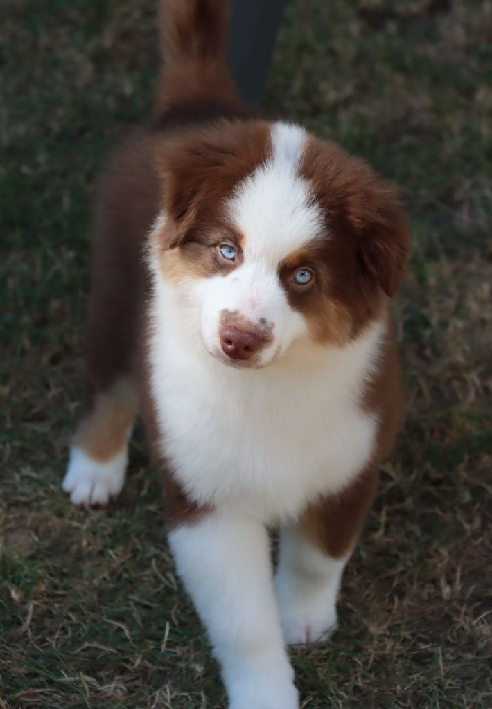 Des Terres Ardentes De Gaia - Chiots disponibles - Berger Américain Miniature 