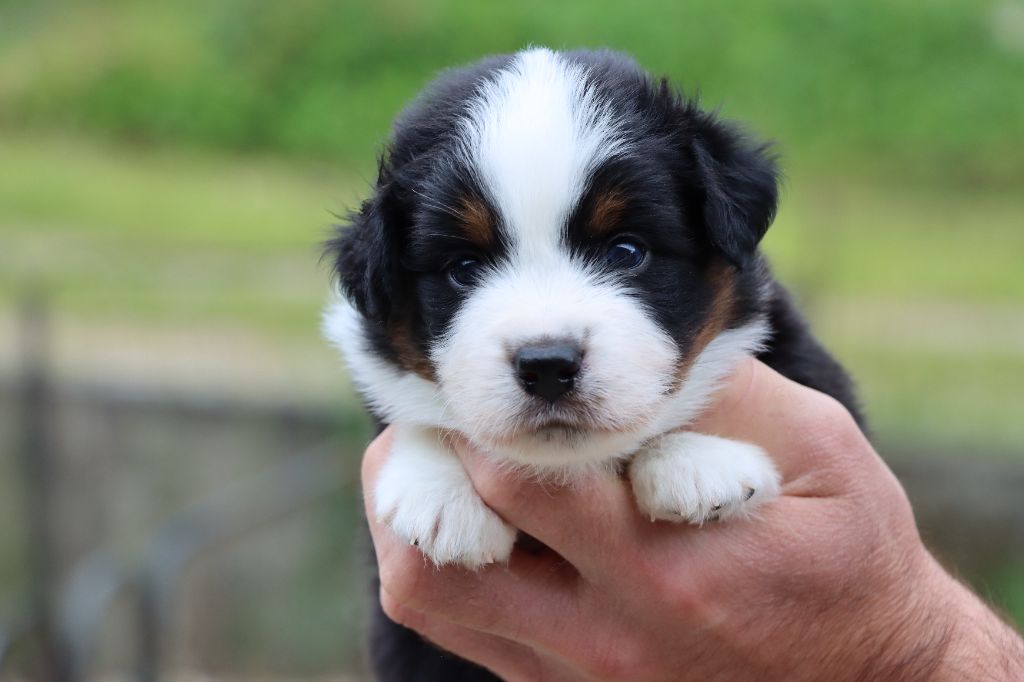 Des Terres Ardentes De Gaia - Chiots disponibles - Berger Américain Miniature 