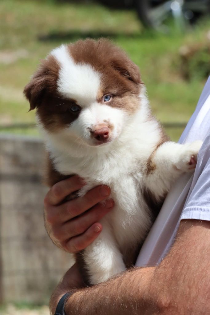 Des Terres Ardentes De Gaia - Chiots disponibles - Berger Américain Miniature 