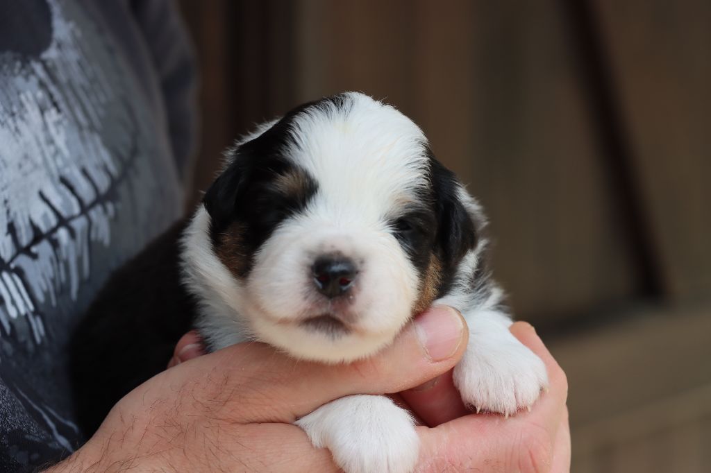 Des Terres Ardentes De Gaia - Chiots disponibles - Berger Américain Miniature 