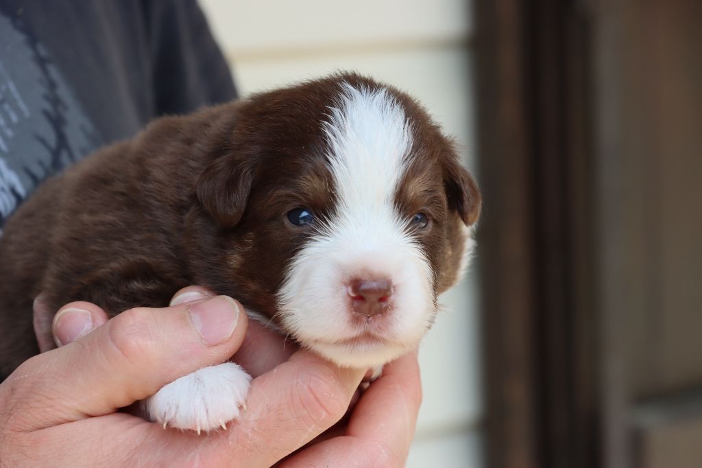 Des Terres Ardentes De Gaia - Chiots disponibles - Berger Américain Miniature 