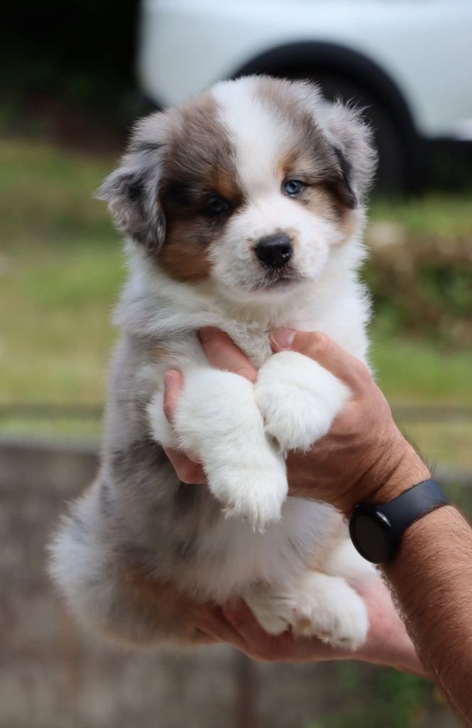 Des Terres Ardentes De Gaia - Chiots disponibles - Berger Américain Miniature 