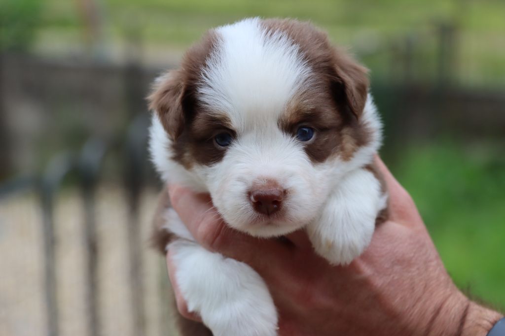 Des Terres Ardentes De Gaia - Chiots disponibles - Berger Américain Miniature 